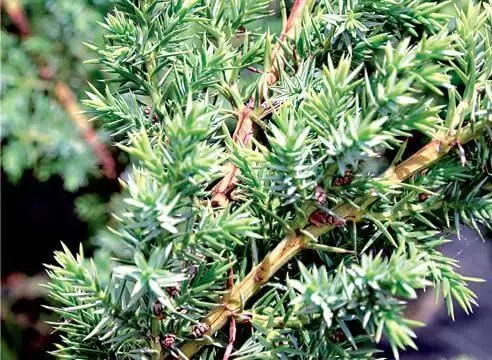 Chinese juniper: Spartan, Variegata, Blauv, Blue Hevan