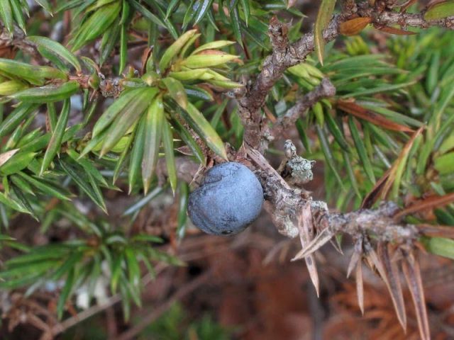 Chinese juniper: Spartan, Variegata, Blauv, Blue Hevan