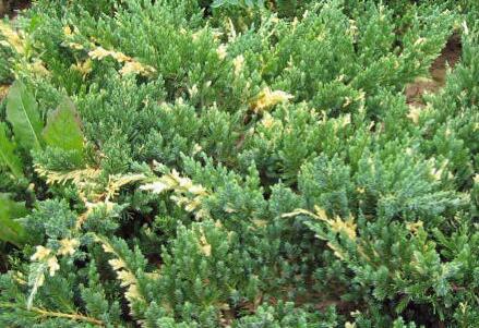 Chinese juniper: Spartan, Variegata, Blauv, Blue Hevan