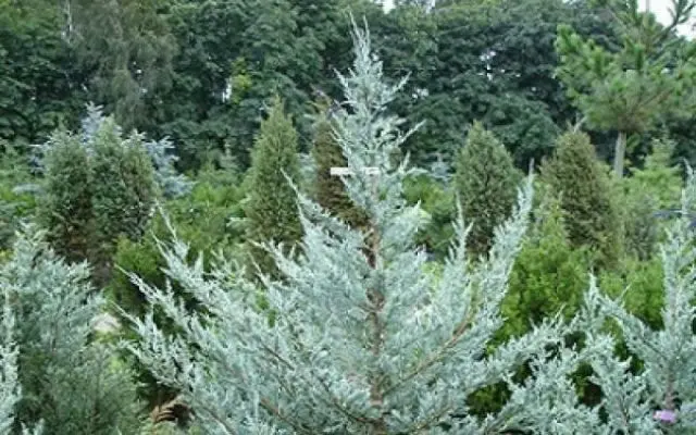 Chinese juniper: Spartan, Variegata, Blauv, Blue Hevan