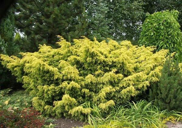 Chinese juniper: Spartan, Variegata, Blauv, Blue Hevan