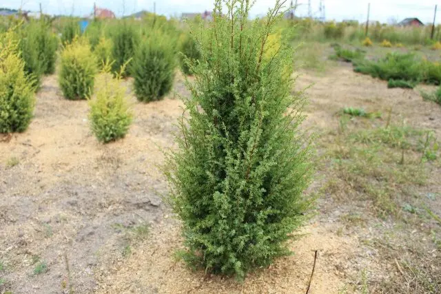 Chinese juniper: Spartan, Variegata, Blauv, Blue Hevan