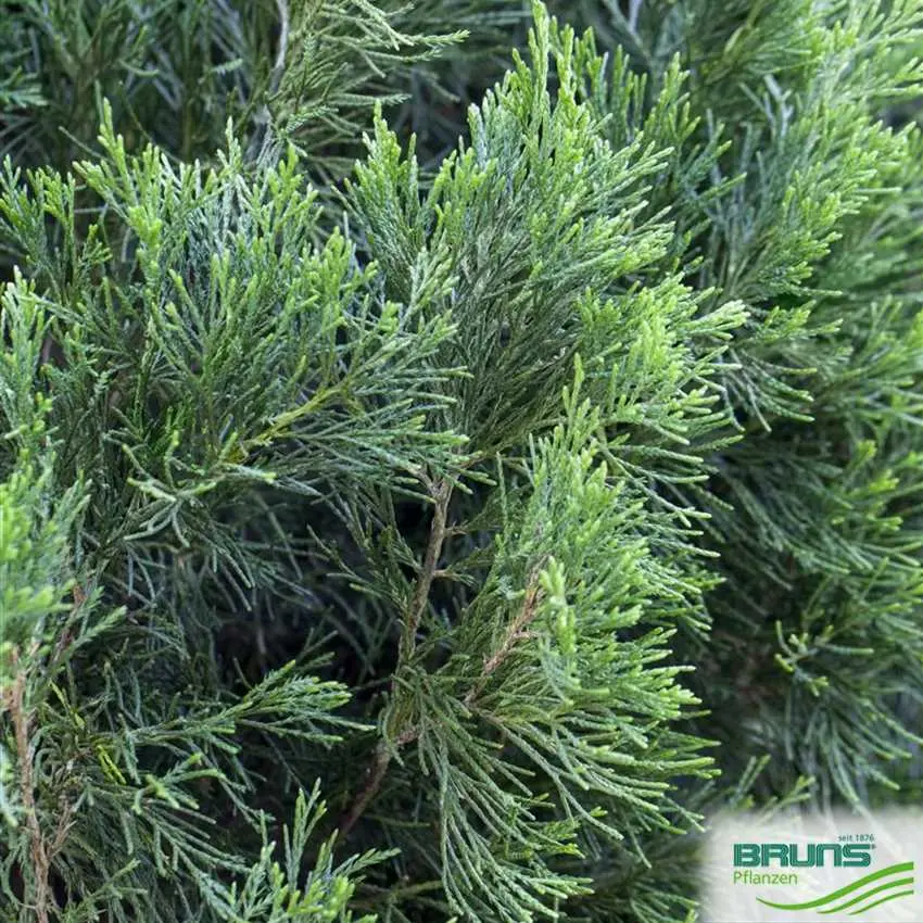 Chinese juniper: Spartan, Variegata, Blauv, Blue Hevan