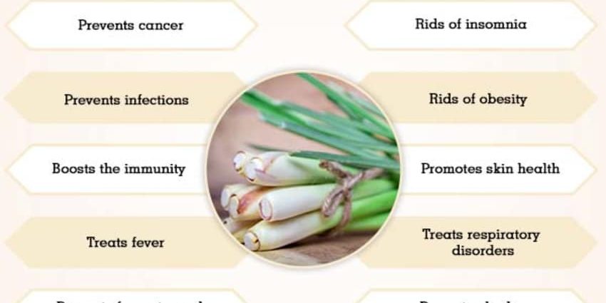 Chinese lemongrass: useful properties and contraindications