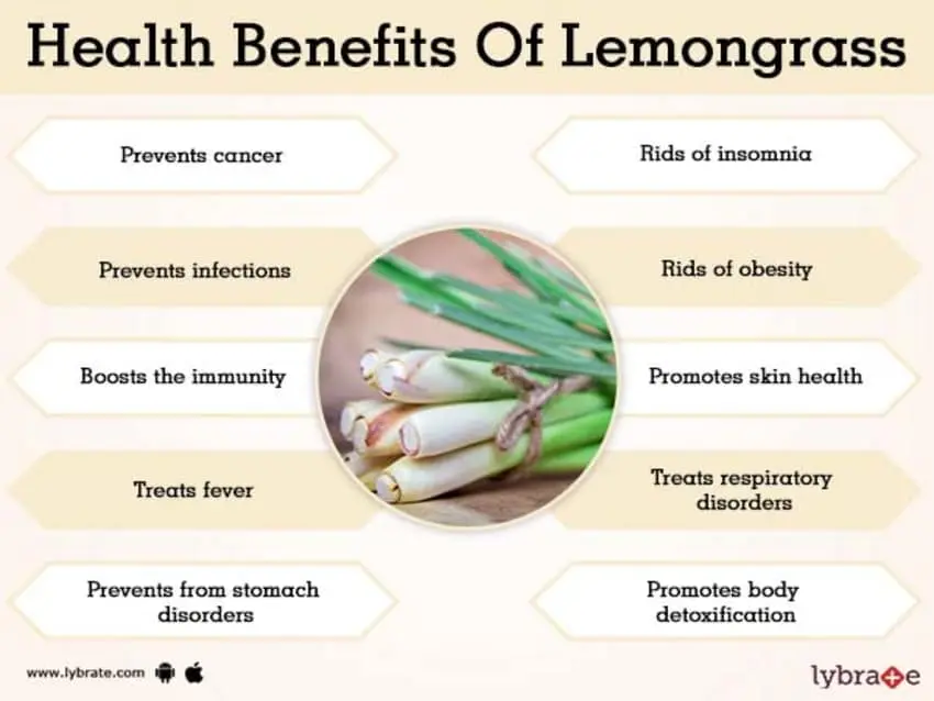 Chinese lemongrass: useful properties and contraindications