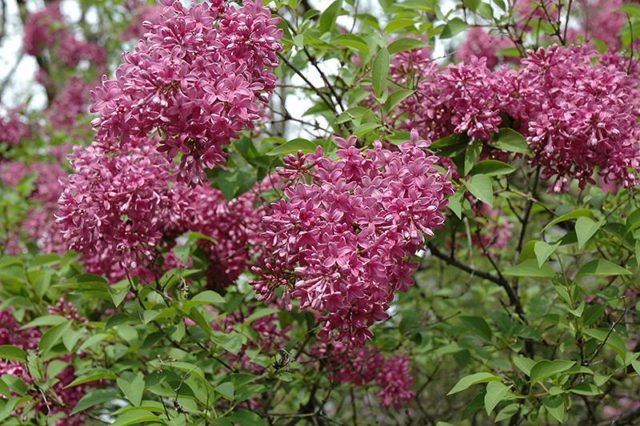 Chinese lilac: photo, description of varieties, reviews