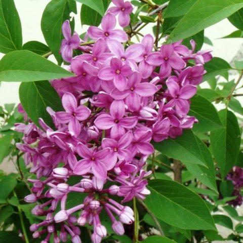 Chinese lilac: photo, description of varieties, reviews