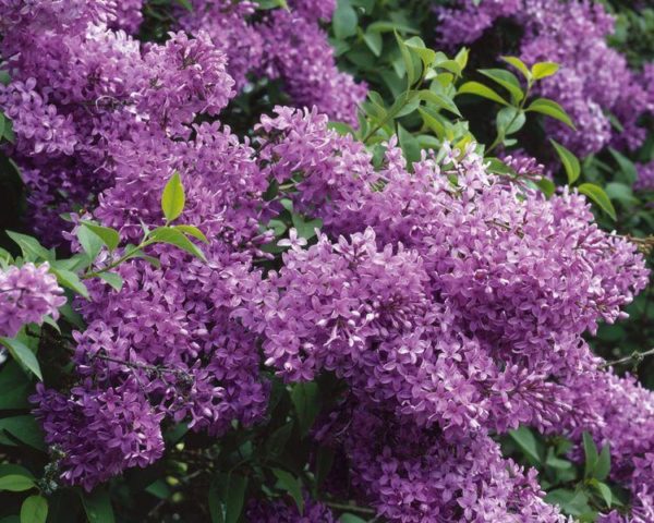 Chinese lilac: photo, description of varieties, reviews