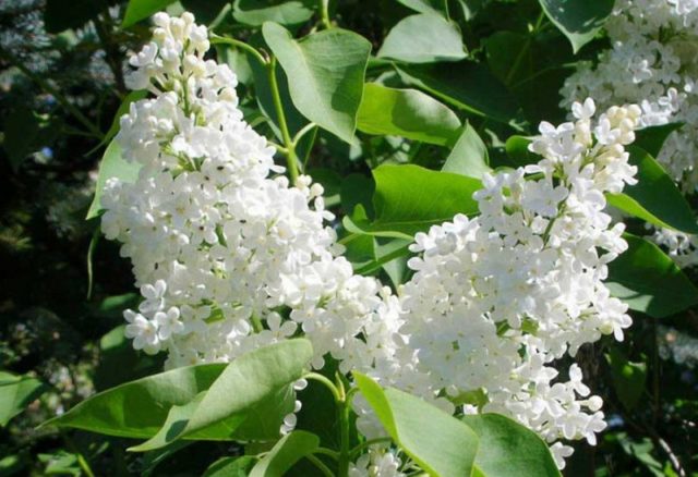 Chinese lilac: photo, description of varieties, reviews