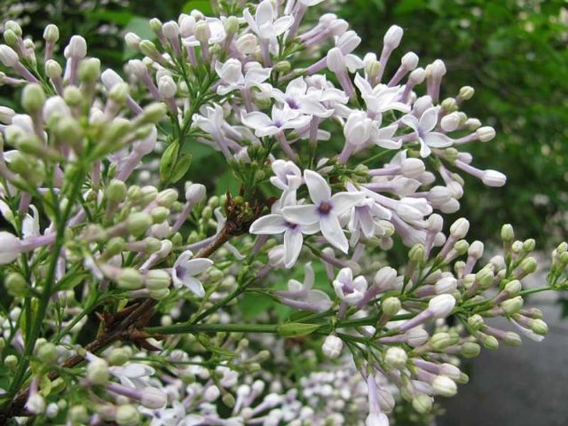 Chinese lilac: photo, description of varieties, reviews