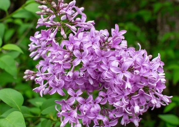 Chinese lilac: photo, description of varieties, reviews