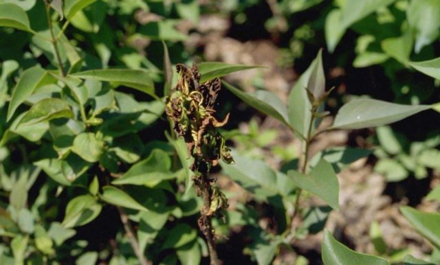 Chinese lilac: photo, description of varieties, reviews