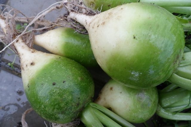 Chinese (Margelan) radish