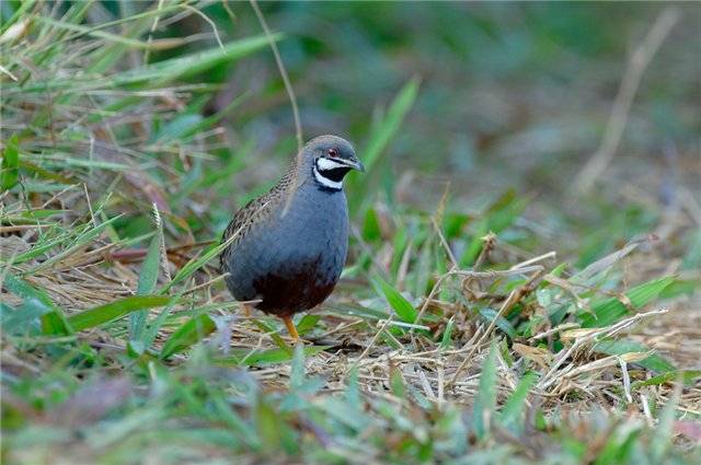 Chinese painted quail: keeping and breeding