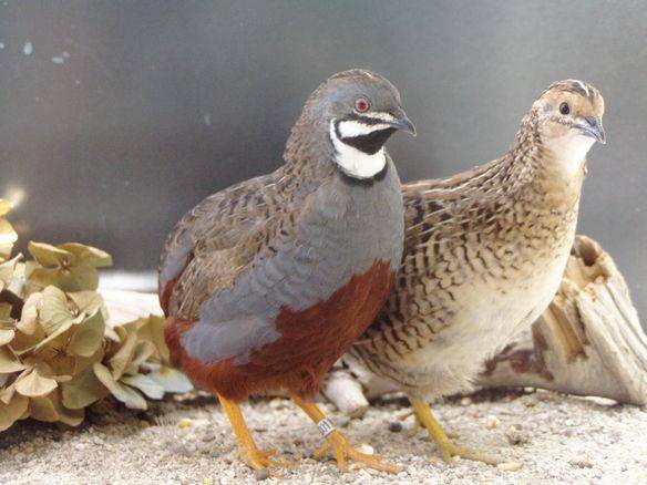 Chinese painted quail: keeping and breeding