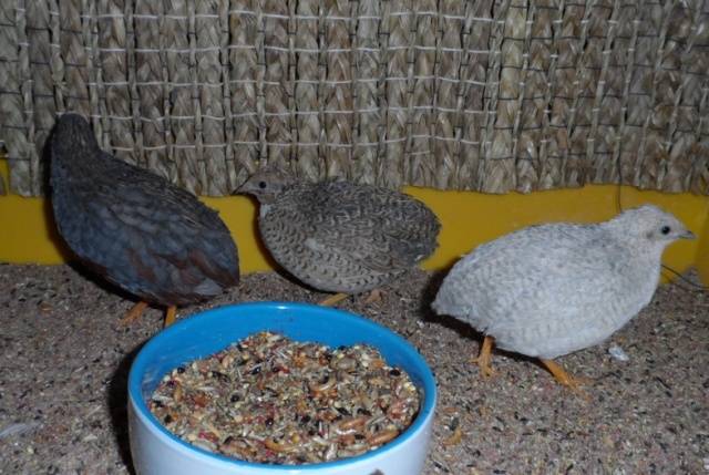 Chinese painted quail: keeping and breeding