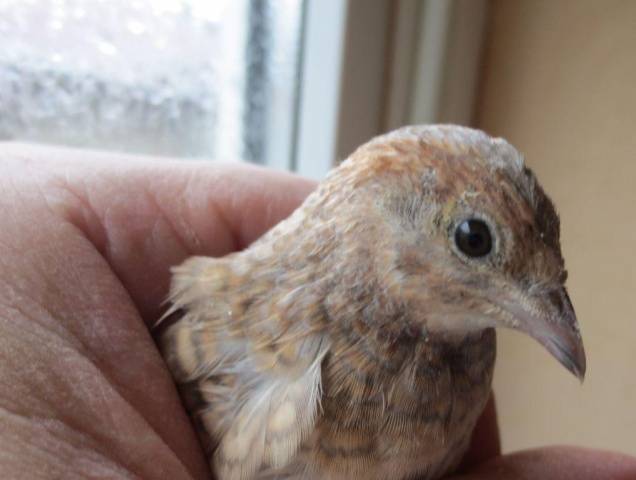 Chinese painted quail: keeping and breeding