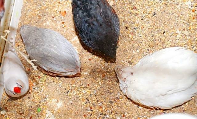 Chinese painted quail: keeping and breeding