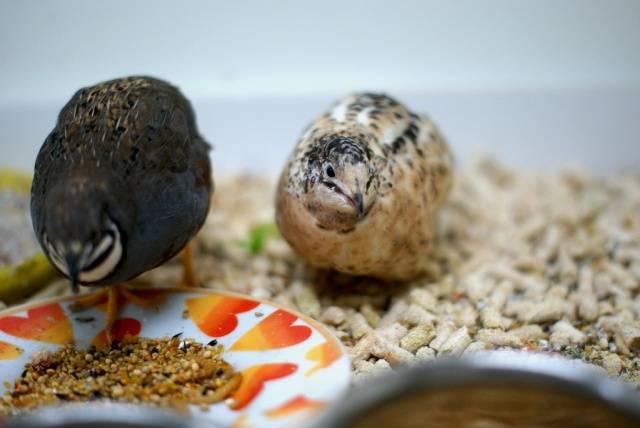 Chinese painted quail: keeping and breeding