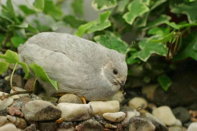 Chinese painted quail: keeping and breeding