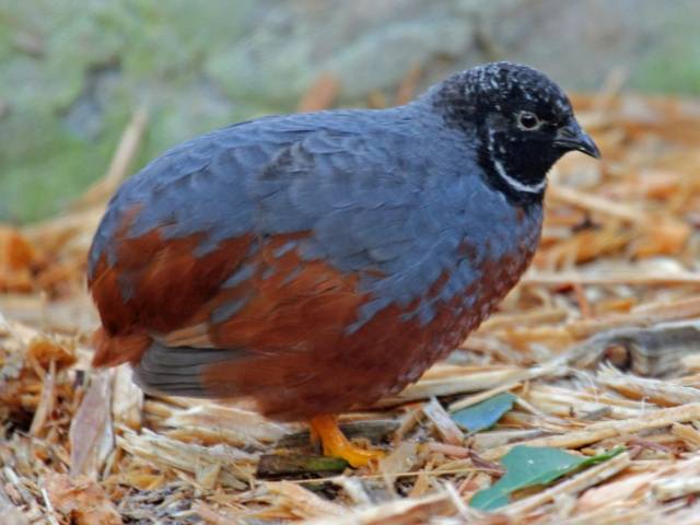 Chinese painted quail: keeping and breeding