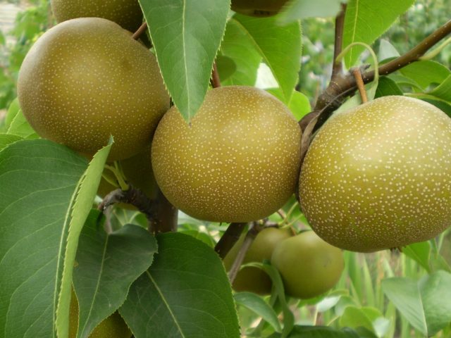 Chinese pear: benefits and harms