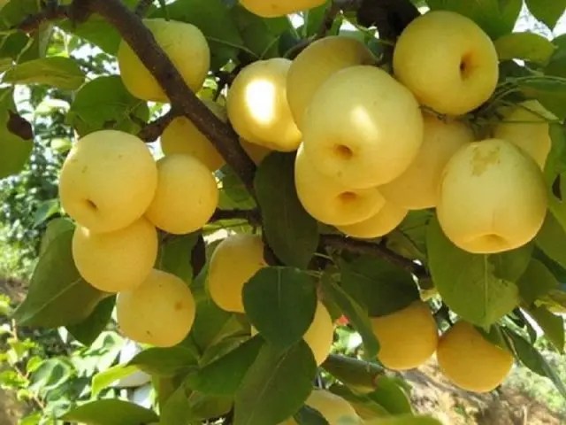 Chinese pear: benefits and harms