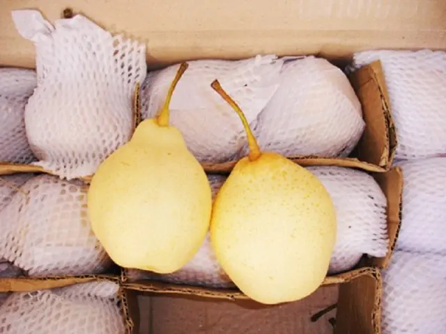 Chinese pear: benefits and harms