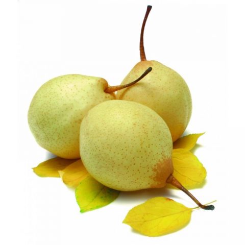 Chinese pear: benefits and harms