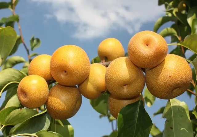 Chinese pear: benefits and harms