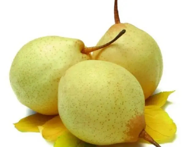 Chinese pear: benefits and harms