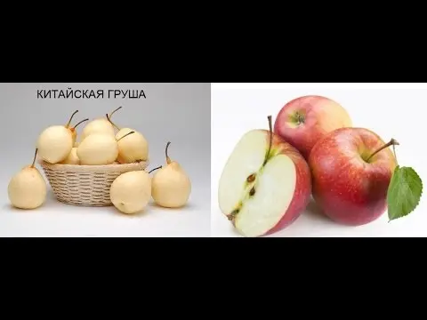 Chinese pear: benefits and harms