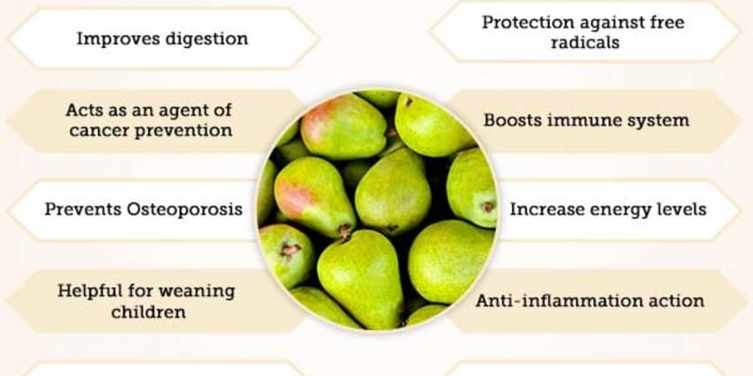 Chinese pear: benefits and harms