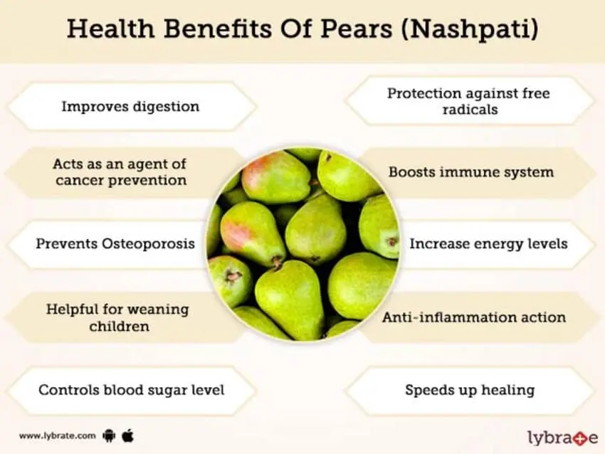 Chinese pear: benefits and harms