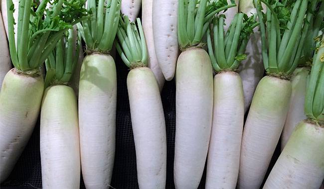 Chinese radish: features of growing a sweet variety