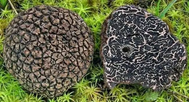 Chinese truffles: what are they called in dried form, edibility, description and photo