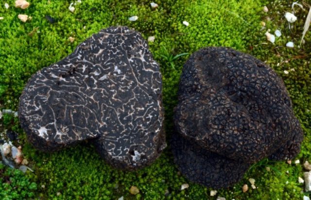 Chinese truffles: what are they called in dried form, edibility, description and photo