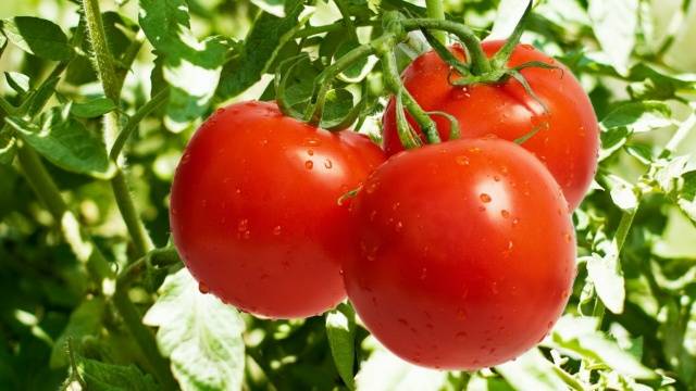 Chinese way of growing tomato seedlings 