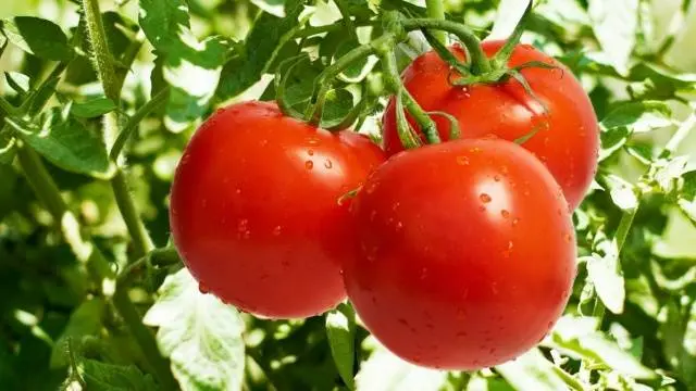 Chinese way of growing tomato seedlings 