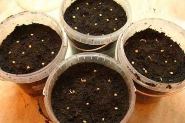 Chinese way of growing tomato seedlings 