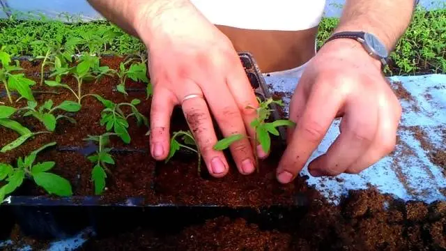 Chinese way of growing tomato seedlings 