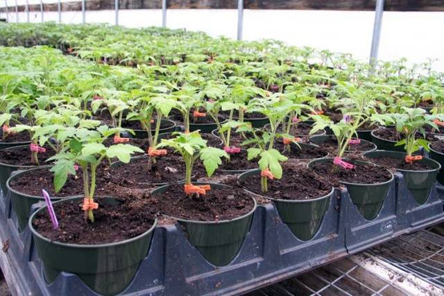 Chinese way of growing tomato seedlings 