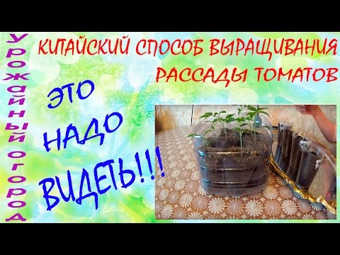 Chinese way of growing tomato seedlings 