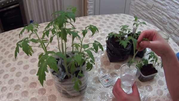 Chinese way of growing tomato seedlings 