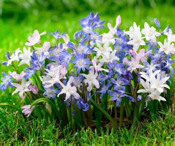 Chionodox: photo of flowers, description, reproduction, planting and care