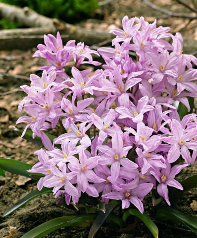 Chionodox: photo of flowers, description, reproduction, planting and care