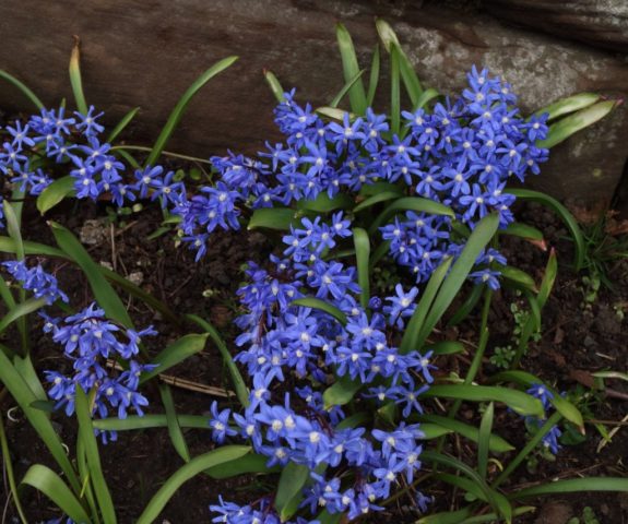 Chionodox: photo of flowers, description, reproduction, planting and care