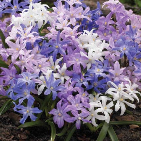 Chionodox: photo of flowers, description, reproduction, planting and care