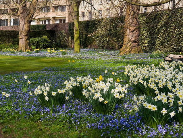 Chionodox: photo of flowers, description, reproduction, planting and care