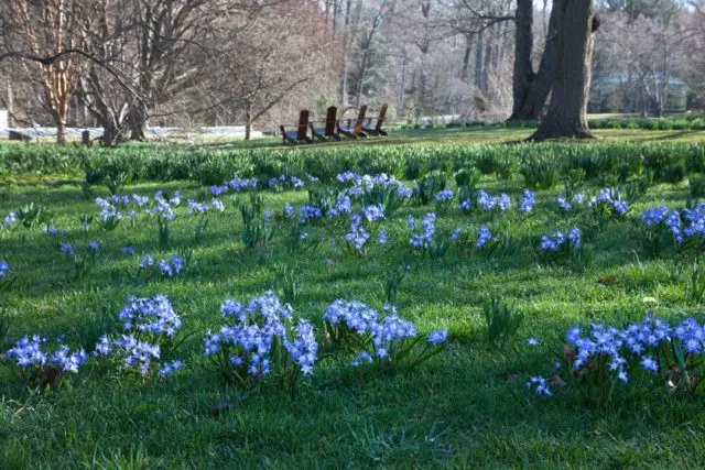 Chionodox: photo of flowers, description, reproduction, planting and care